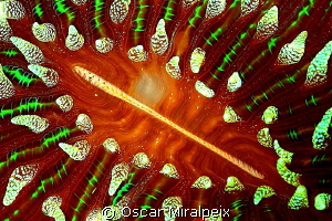 coral beauty by Oscar Miralpeix 